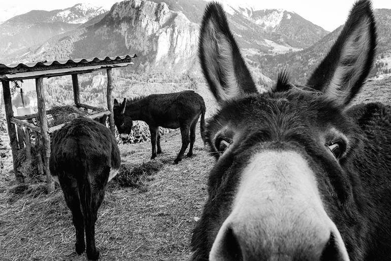 Donkey in the mountains — Luciano Baccaro